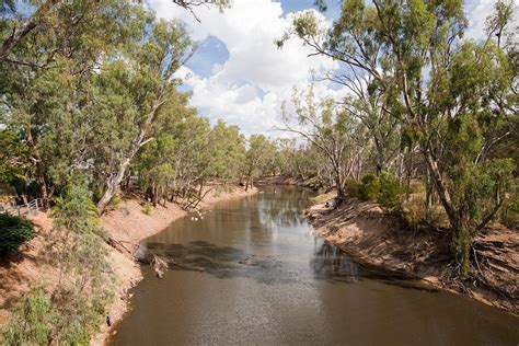 Image result for Murray River Python