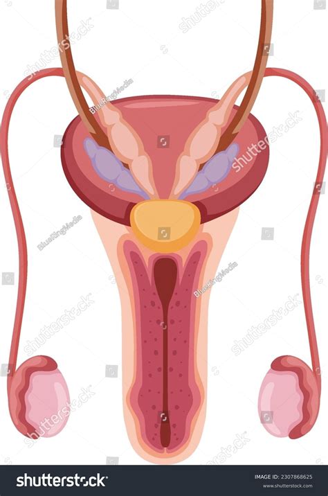 Toradh íomhá ar Reproductive System Animation
