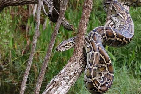 Toradh íomhá ar Handling Burmese Python