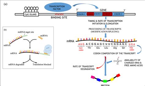 Image result for Stages of Gene Expression