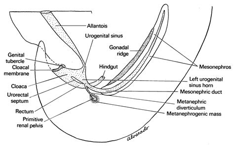 Genital Tubercle に対する画像結果