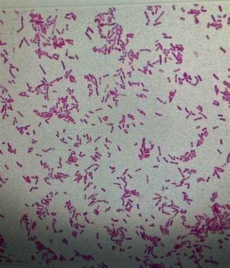Gram Stain Shapes に対する画像結果
