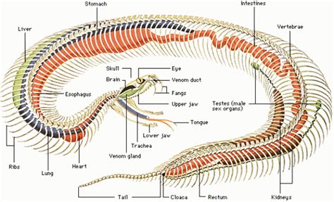 Afbeeldingsresultaten voor Ball Python Parts