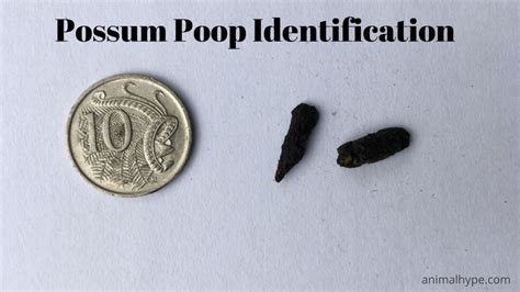 Image result for Possum Poop Identification