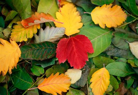 Image result for Fall Seasons