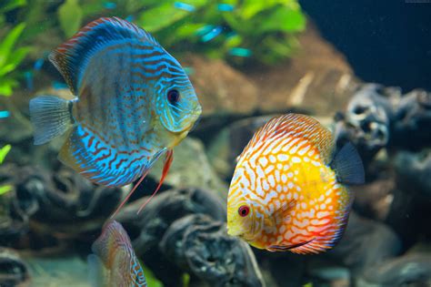 Discus Fish Wallpaper に対する画像結果