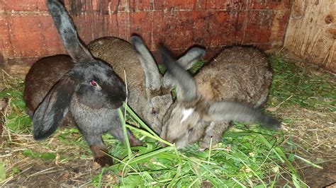 Zajec Zival に対する画像結果