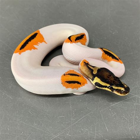 Image result for Cutest Ball Python