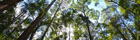 Image result for Murray River Tortoise