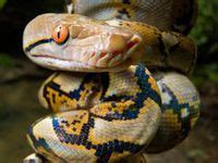 Image result for Sawa O Python