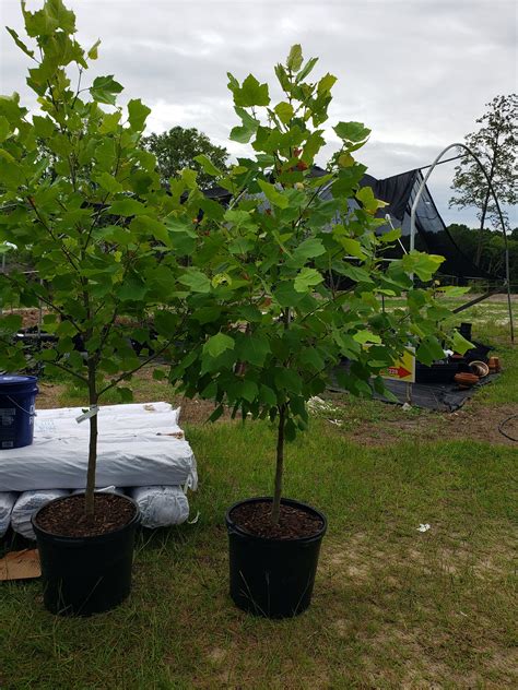 Image result for Eastern Redbud Tree
