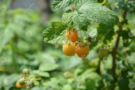 Image result for Gele Frambozen