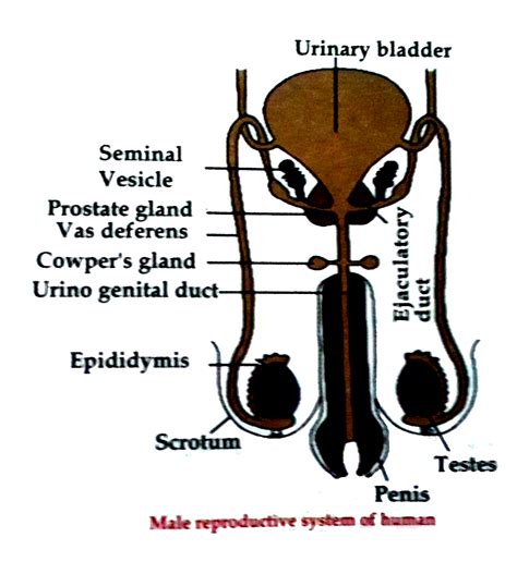 Image result for Draw Male Reproductive System