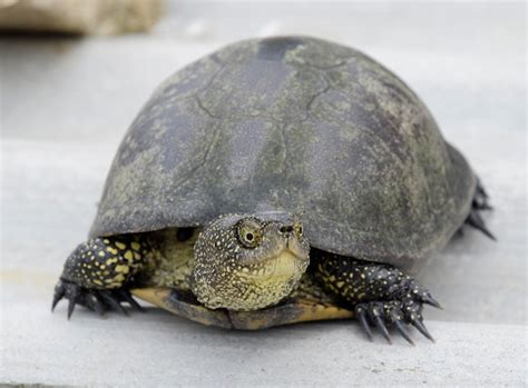 Image result for Murray River Tortoise
