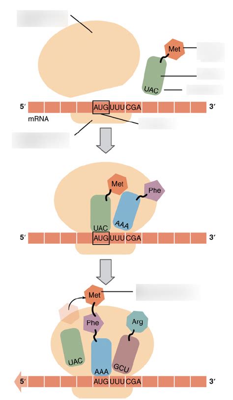 Image result for Translatie RNA