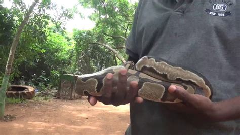 Image result for Ghana Python's