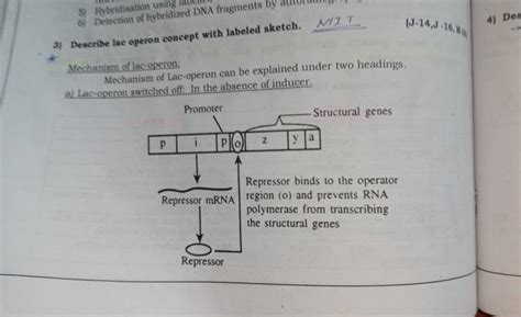 Toradh íomhá ar Lac Operon Concept