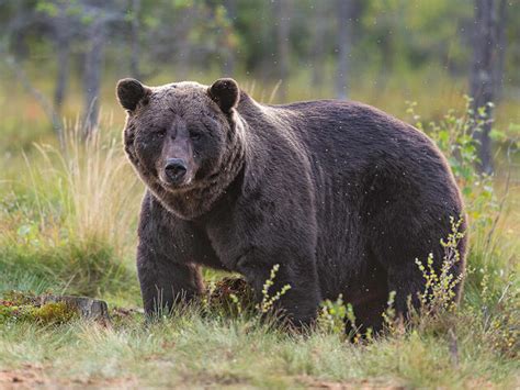 Afbeeldingsresultaten voor Forest Animals Bear