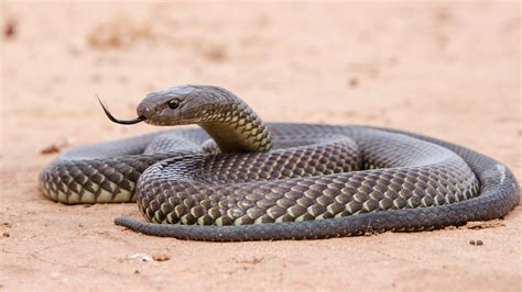 Afbeeldingsresultaten voor Deadly Australian Snakes