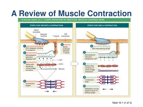 Image result for Muscle Contraction Cycle