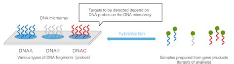 DNA Microarray に対する画像結果