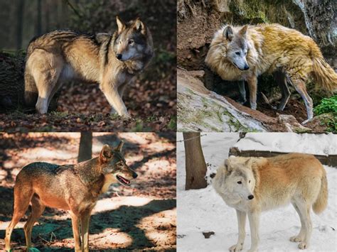 Toradh íomhá ar Kinds of Wolves