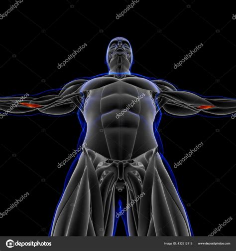 Image result for Soft Muscle Cells