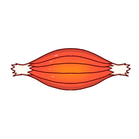 Toradh íomhá ar Smooth Muscle Animation