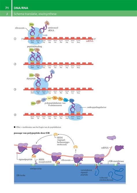 Image result for Translatie RNA