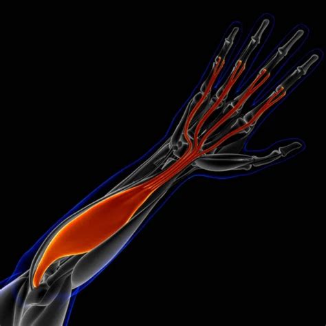 Image result for Soft Muscle Cells