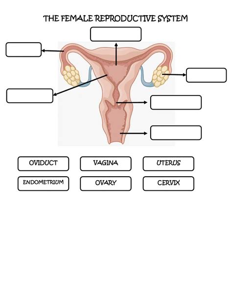 Toradh íomhá ar Female Reproductive System Consists Of