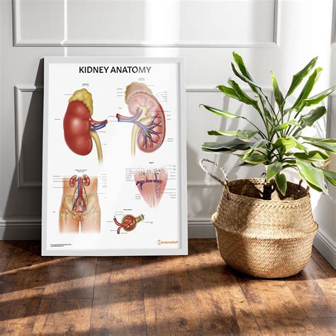 Image result for Kidney Anatomy Chart
