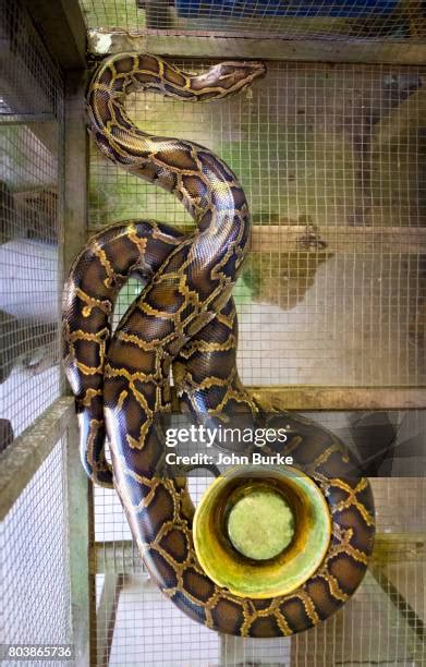 Image result for Python Snake Cage