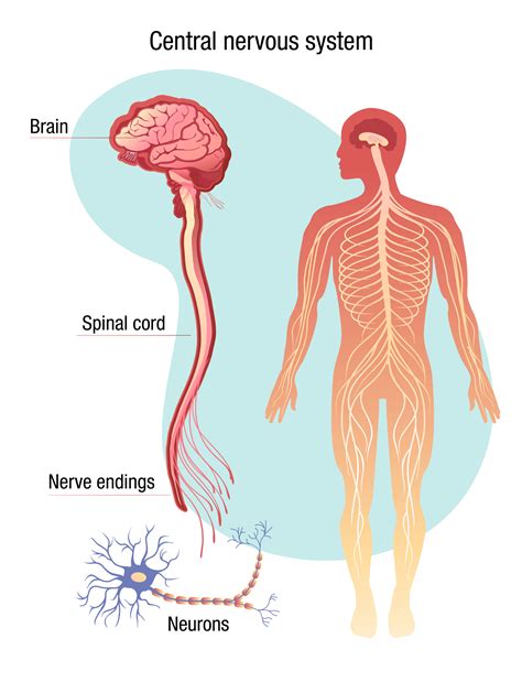 Image result for Brain and Nervous System