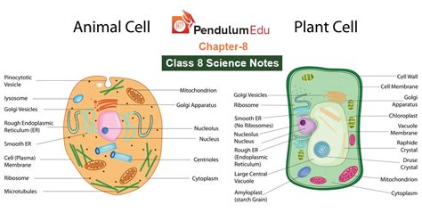 Image result for Cell Structure and Function Class 8 PDF