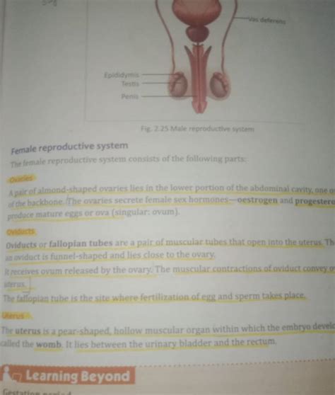 Toradh íomhá ar Female Reproductive System Consists Of