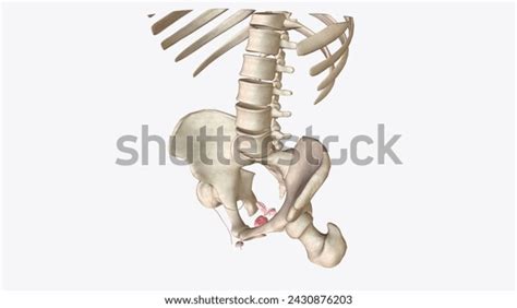 Female Reproductive System Internal and External に対する画像結果