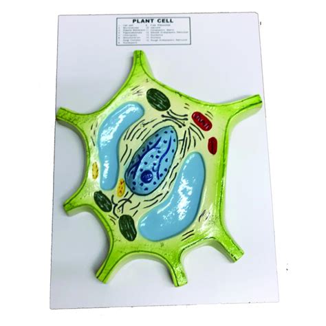 Physical Model Biology に対する画像結果