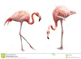 Flamingo Chill Face に対する画像結果