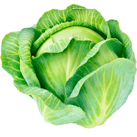 Image result for Cabbage