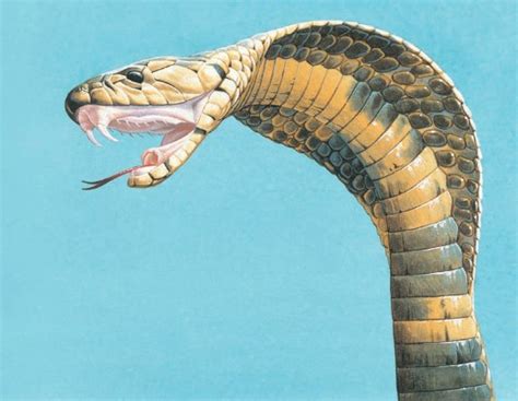 Image result for King Cobra Fangs