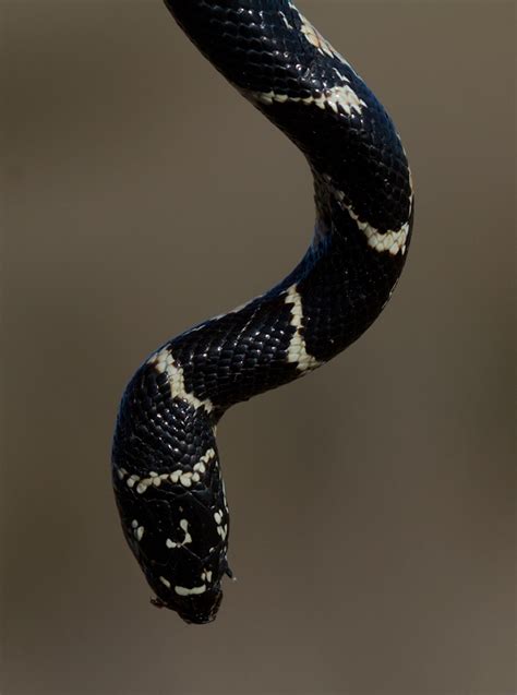 Image result for Eastern Kingsnake