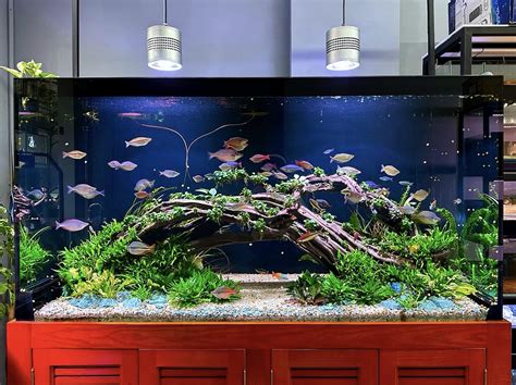 Image result for Discus Fish Store