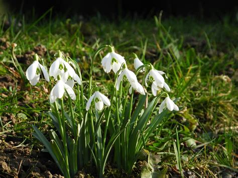 Bildergebnis für Ealy Spring Photo Nature