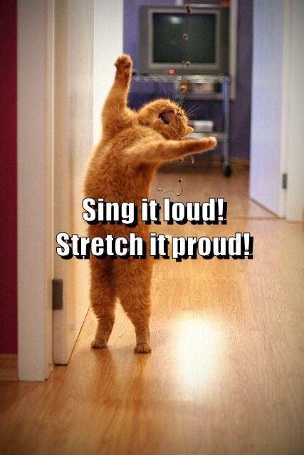 Image result for Proud Cat Meme