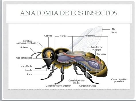 Image result for Estructura De Los Insectos