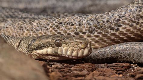 Image result for Amethystine Python in the Sun