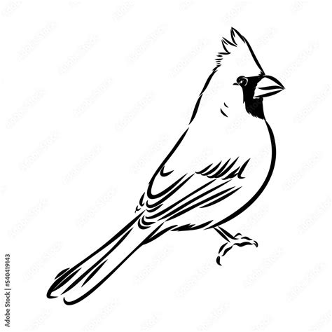 Toradh íomhá ar Cardinal Bird Outline Drawing