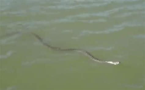 Image result for Murray River Python