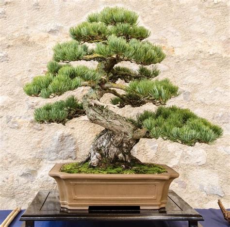 Toradh íomhá ar Most Expensive Bonsai Tree